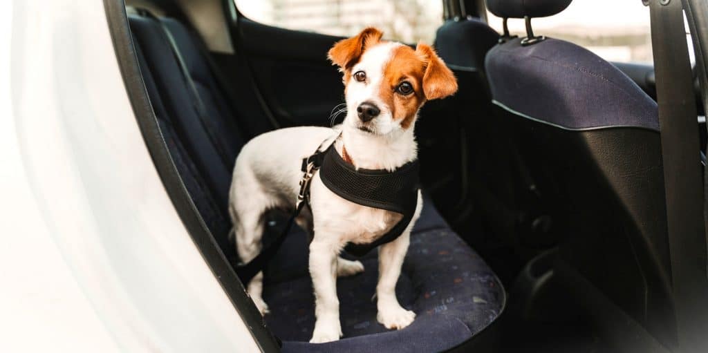 puppy in car