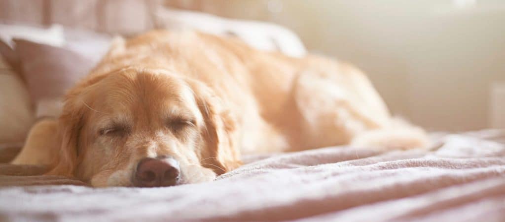 dog resting