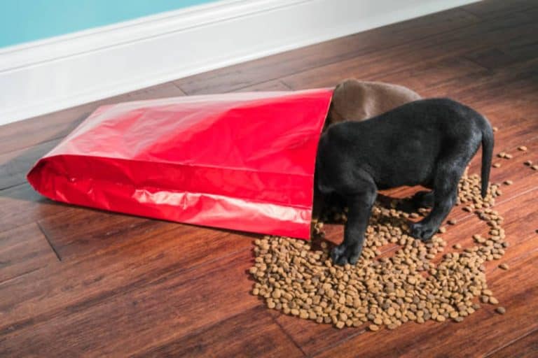 What Are Dog Food Bags Made Of? Dog Desires