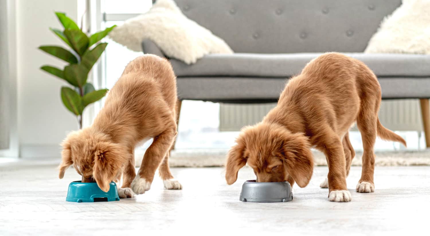 Is Cesar Dog Food Good For Puppies? Dog Desires