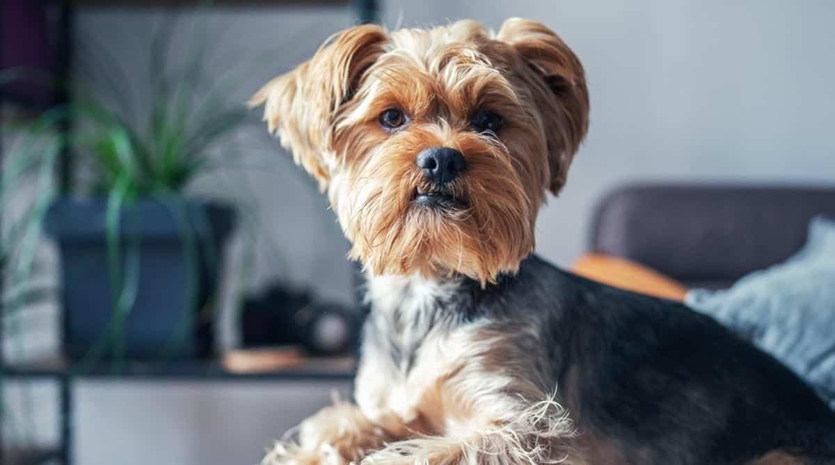 Is Cesar Dog Food Good For Yorkies? Dog Desires