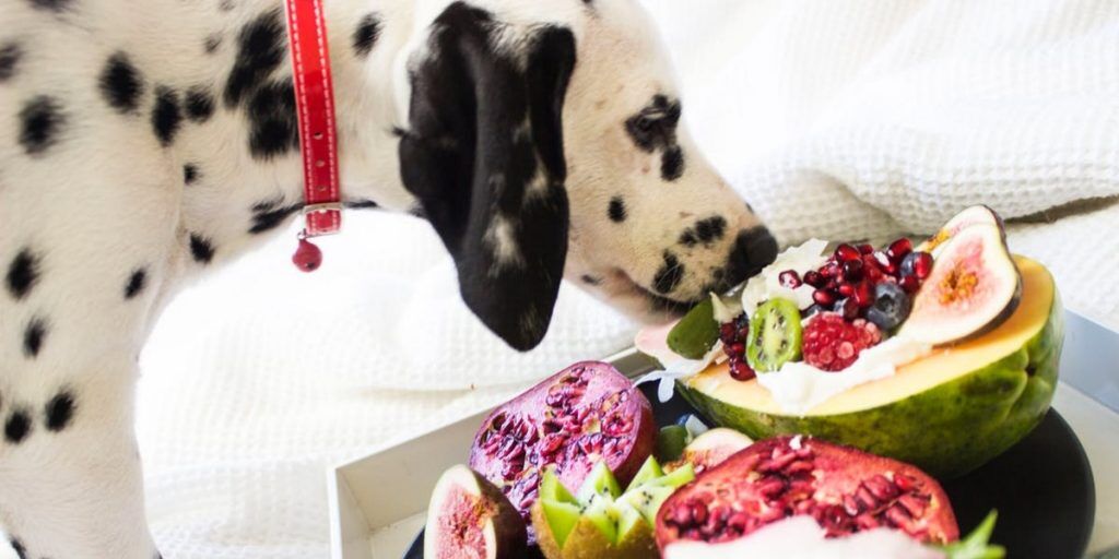 20 Foods People Eat that your Dog Absolutely Can't - Dog Desires