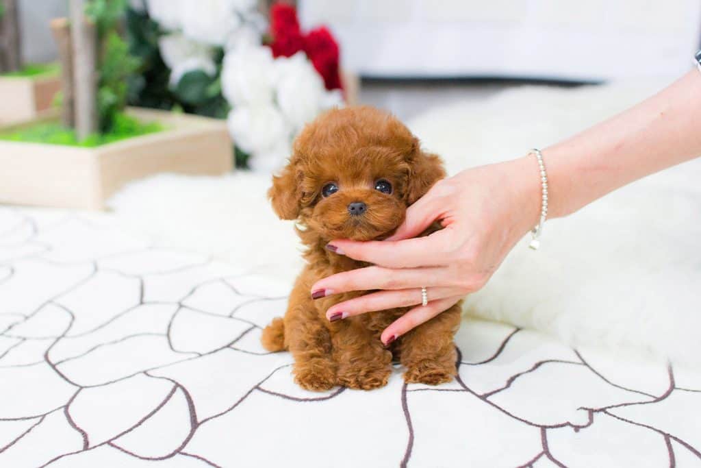 Toy best sale poodle cup