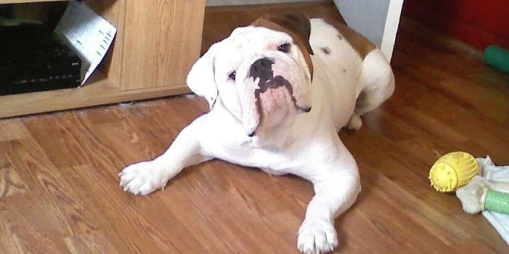 Victorian best sale bulldog weight