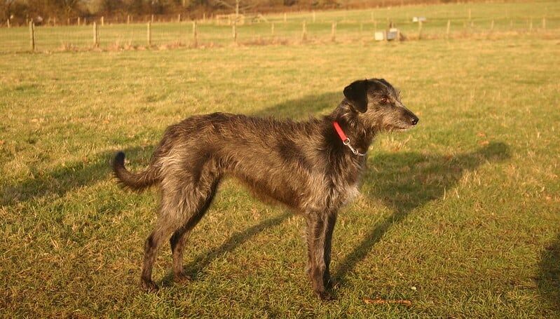 Wolfhound lurcher hot sale cross