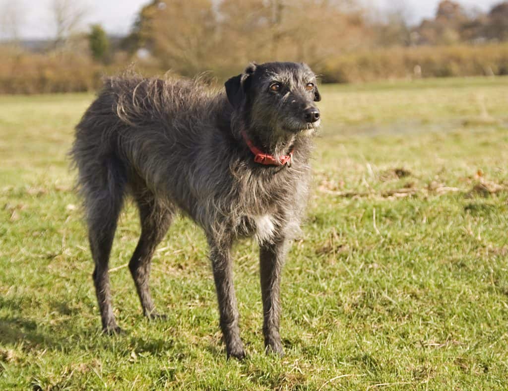 do lurchers bark a lot