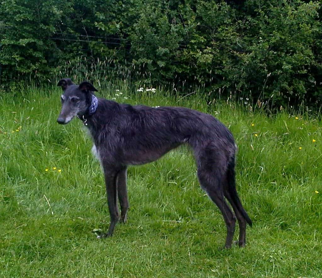 do lurchers bark a lot