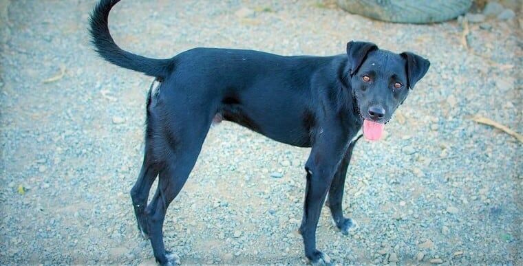 Patterdale store terrier shedding