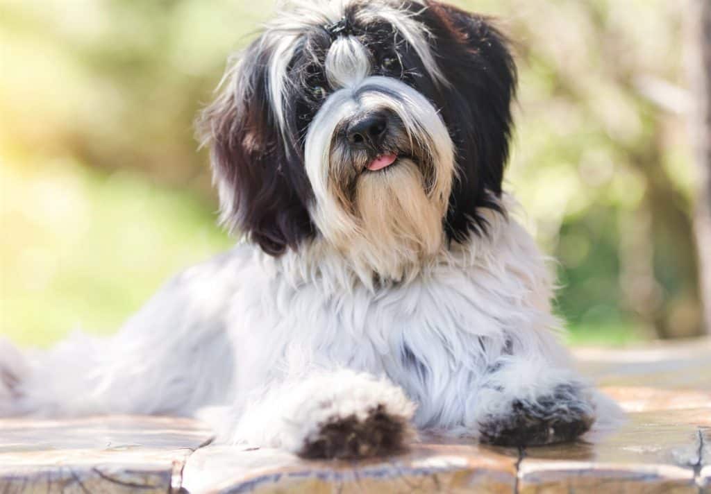 Tibetan discount terrier intelligence